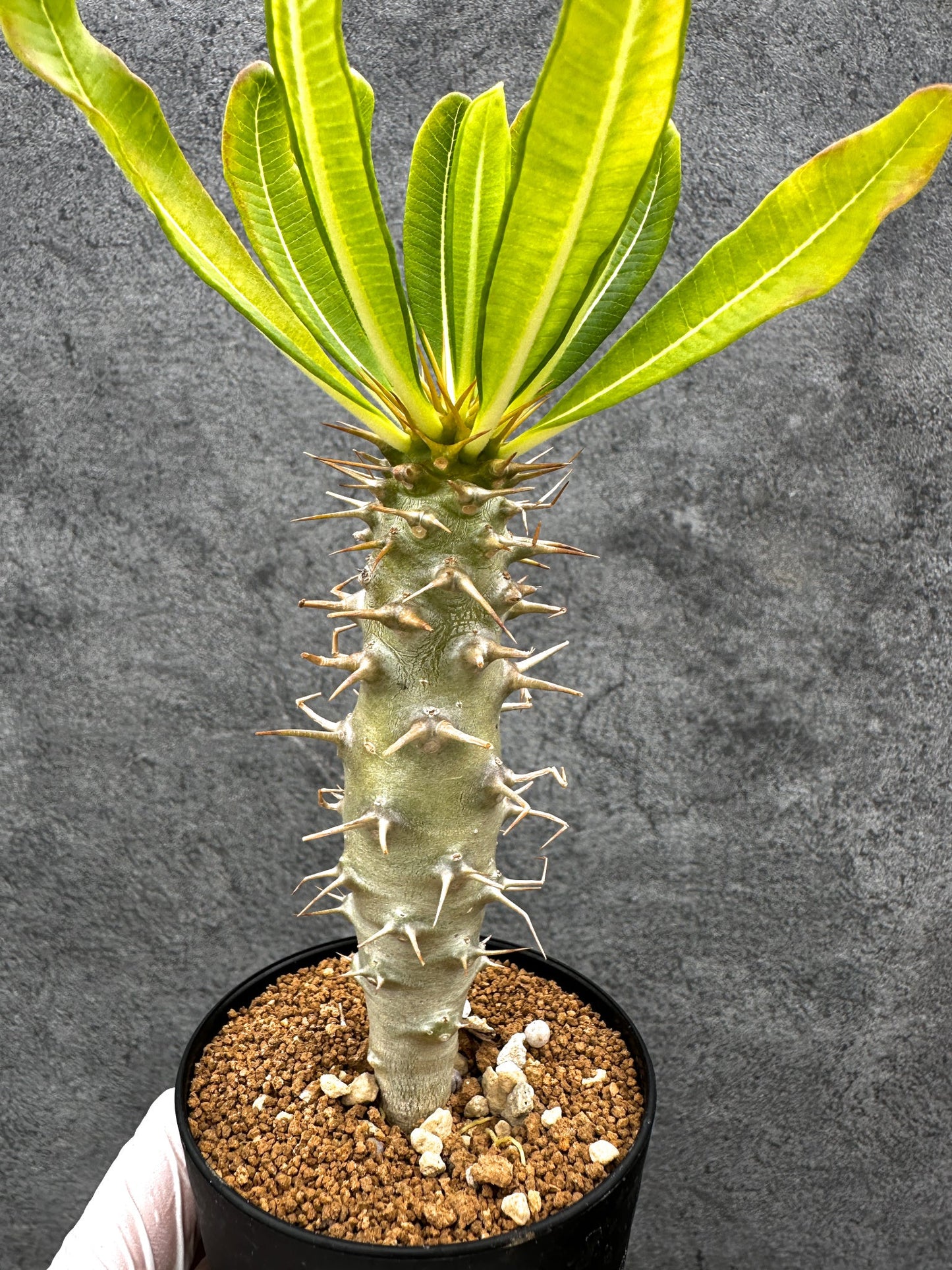 【現品限り】パキポディウム・アンボンゲンセ 実生【C46】 Pachypodium ambongense
