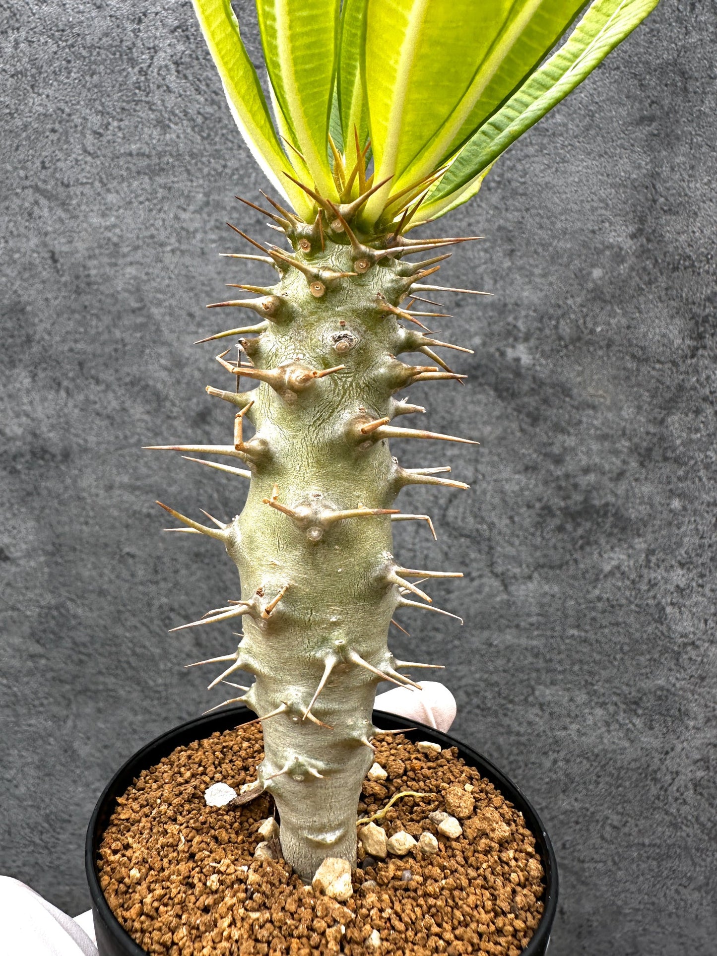 【現品限り】パキポディウム・アンボンゲンセ 実生【C46】 Pachypodium ambongense