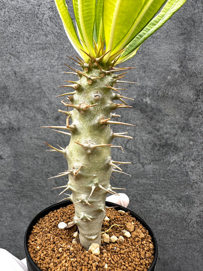 【現品限り】パキポディウム・アンボンゲンセ 実生【C46】 Pachypodium ambongense