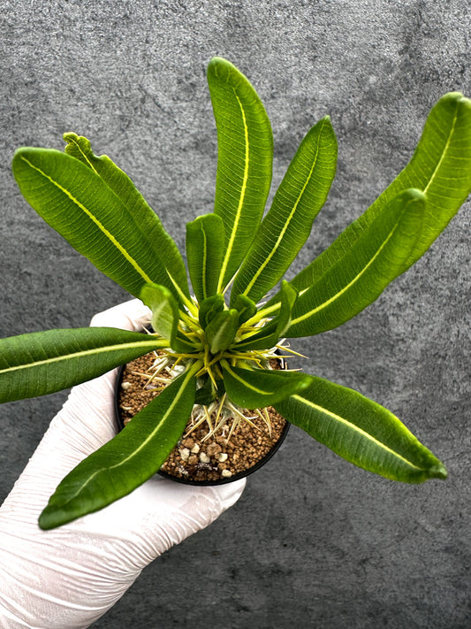 【現品限り】パキポディウム・アンボンゲンセ 実生【C47】 Pachypodium ambongense