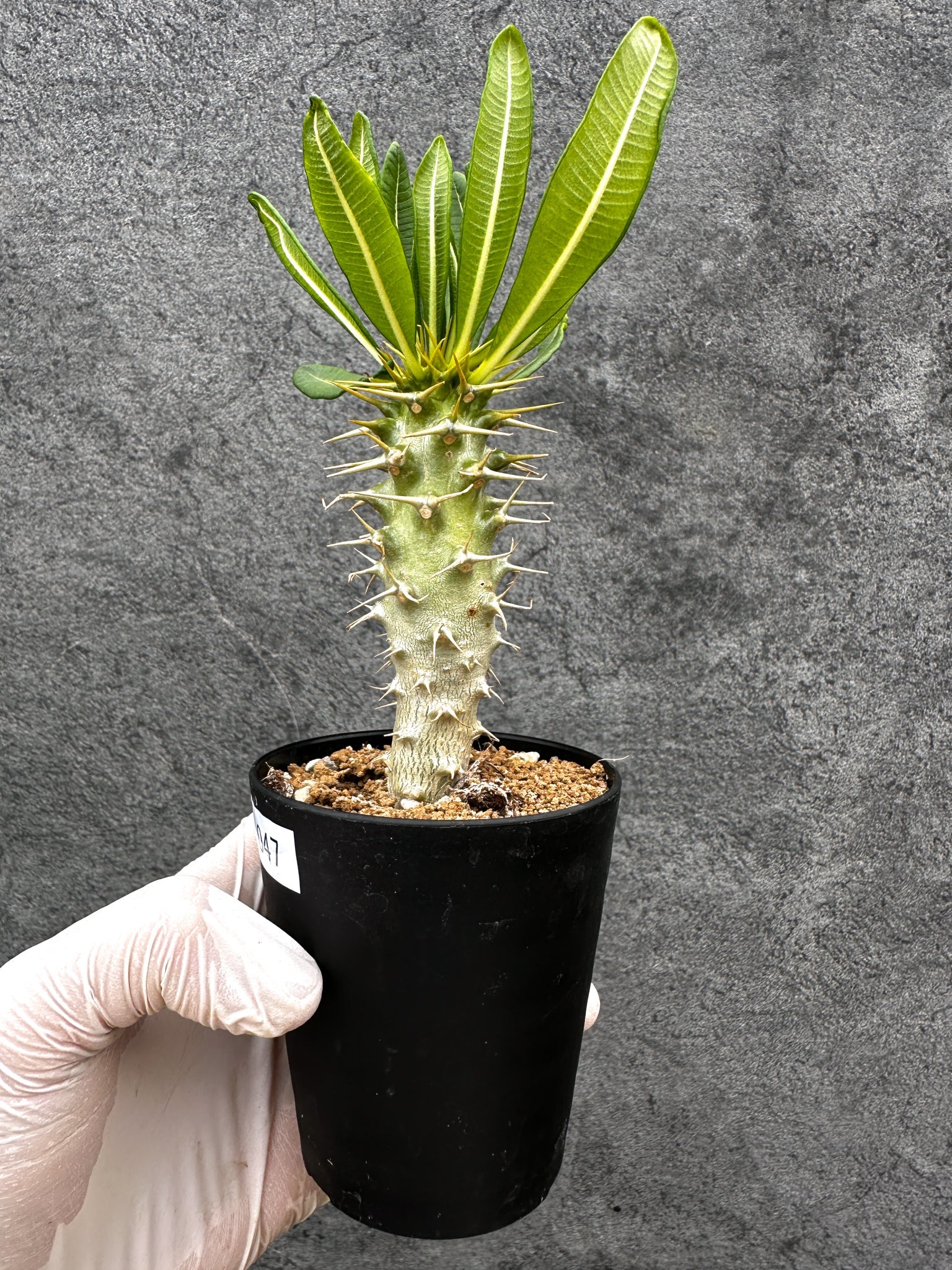 パキポディウム・アンボンゲンセ 実生【C47】 Pachypodium ambongense