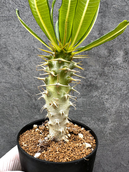 【現品限り】パキポディウム・アンボンゲンセ 実生【C47】 Pachypodium ambongense