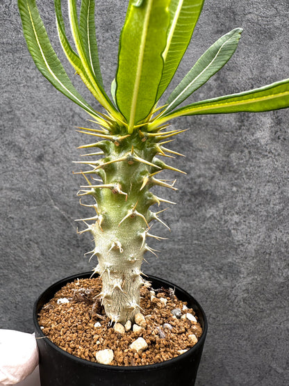 【現品限り】パキポディウム・アンボンゲンセ 実生【C47】 Pachypodium ambongense