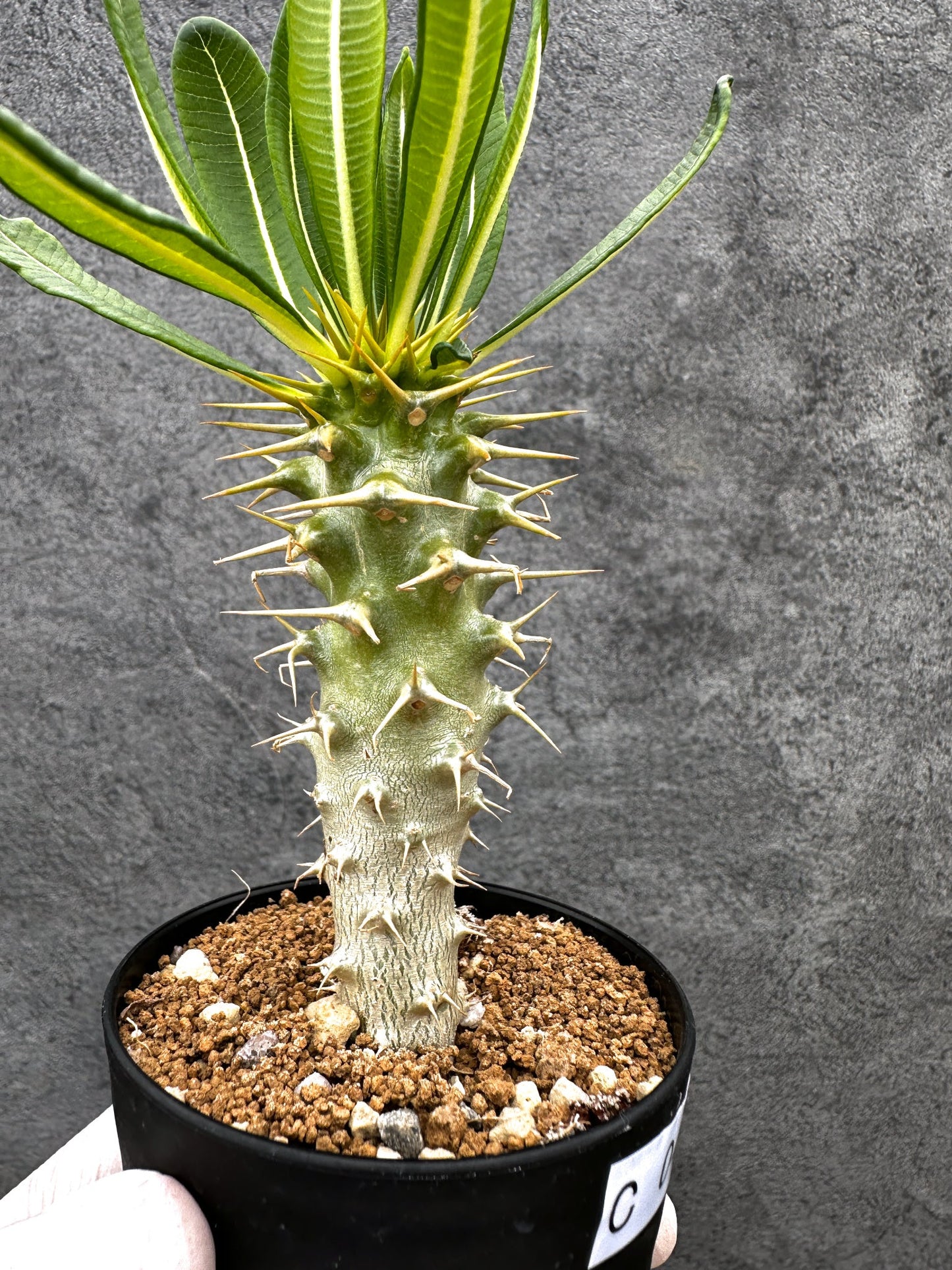 【現品限り】パキポディウム・アンボンゲンセ 実生【C47】 Pachypodium ambongense