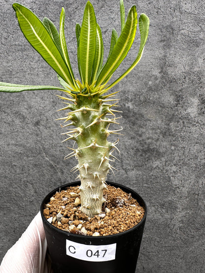 【現品限り】パキポディウム・アンボンゲンセ 実生【C47】 Pachypodium ambongense