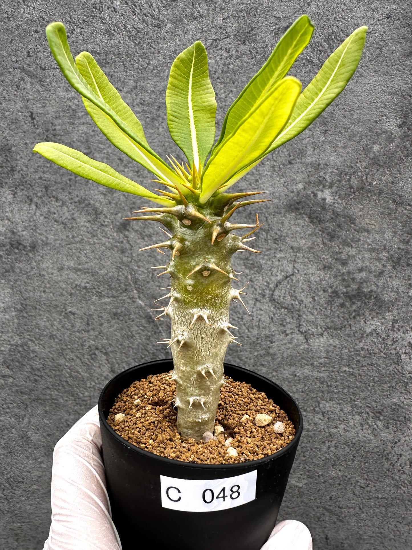 【現品限り】パキポディウム・アンボンゲンセ 実生【C48】 Pachypodium ambongense