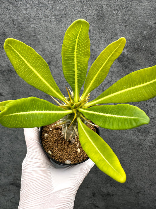 【現品限り】パキポディウム・アンボンゲンセ 実生【C48】 Pachypodium ambongense