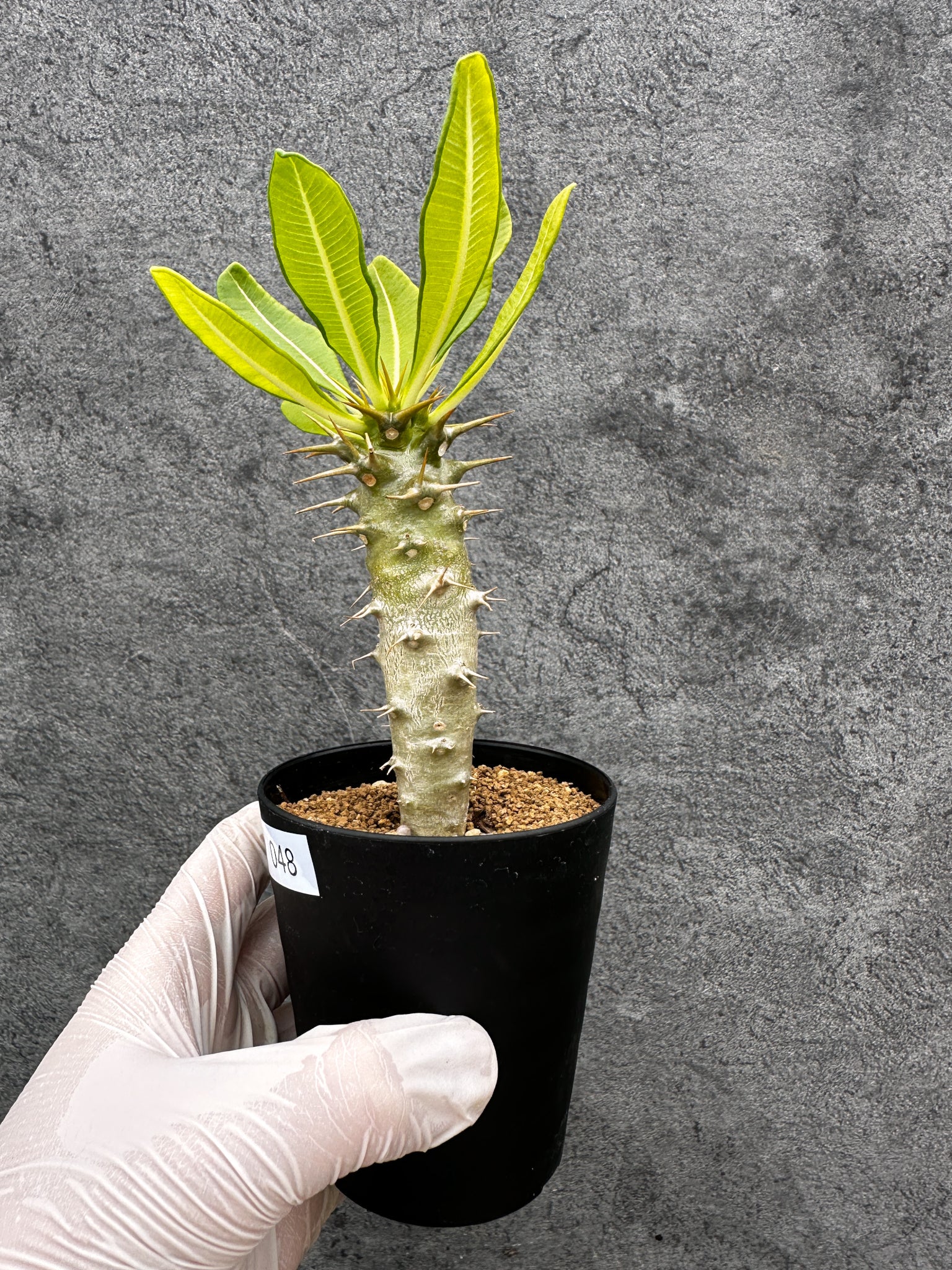 パキポディウム・アンボンゲンセ 実生【C48】 Pachypodium ambongense