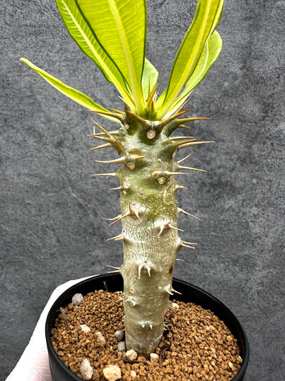【現品限り】パキポディウム・アンボンゲンセ 実生【C48】 Pachypodium ambongense