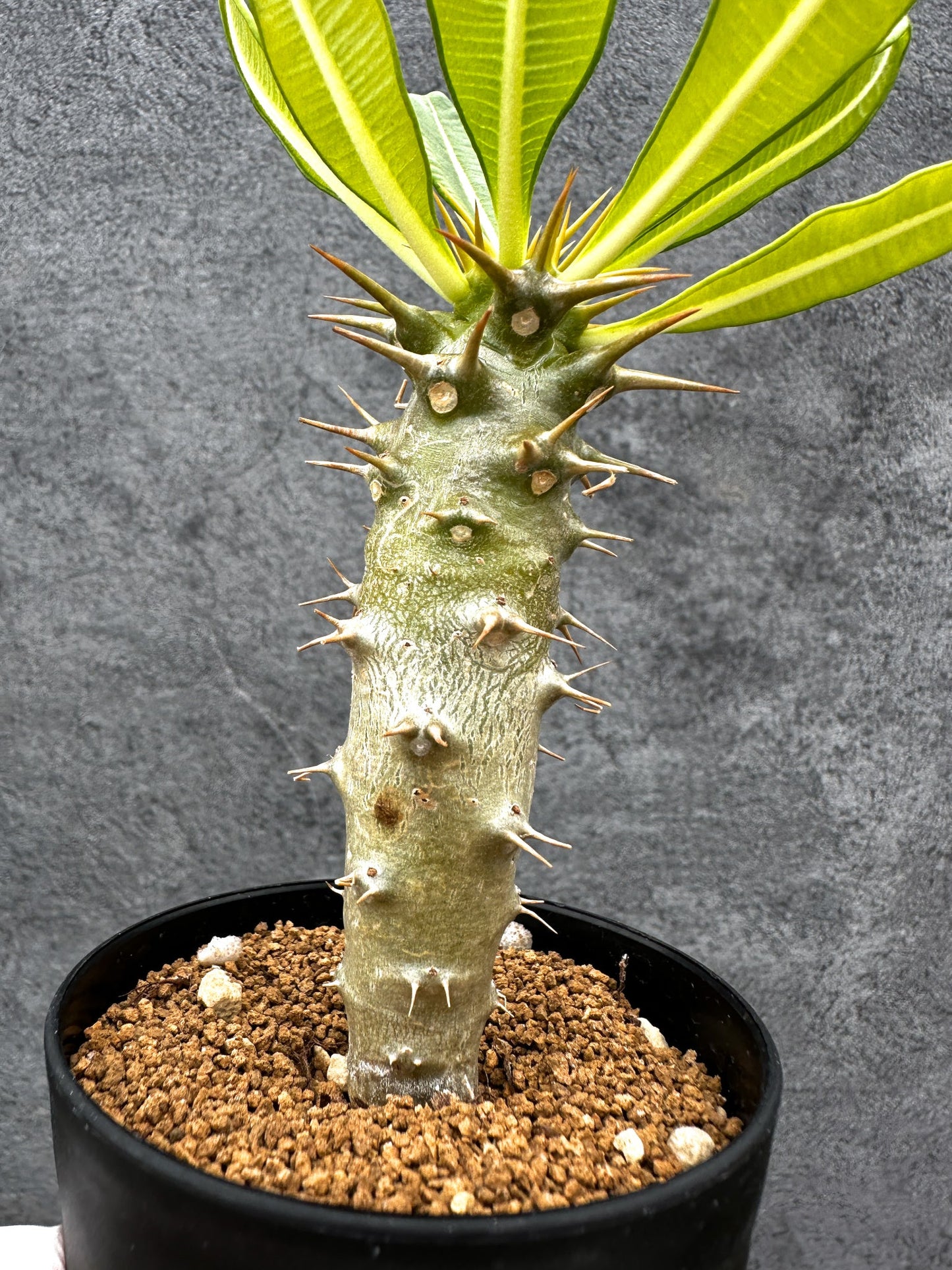 【現品限り】パキポディウム・アンボンゲンセ 実生【C48】 Pachypodium ambongense