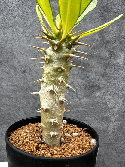 【現品限り】パキポディウム・アンボンゲンセ 実生【C48】 Pachypodium ambongense