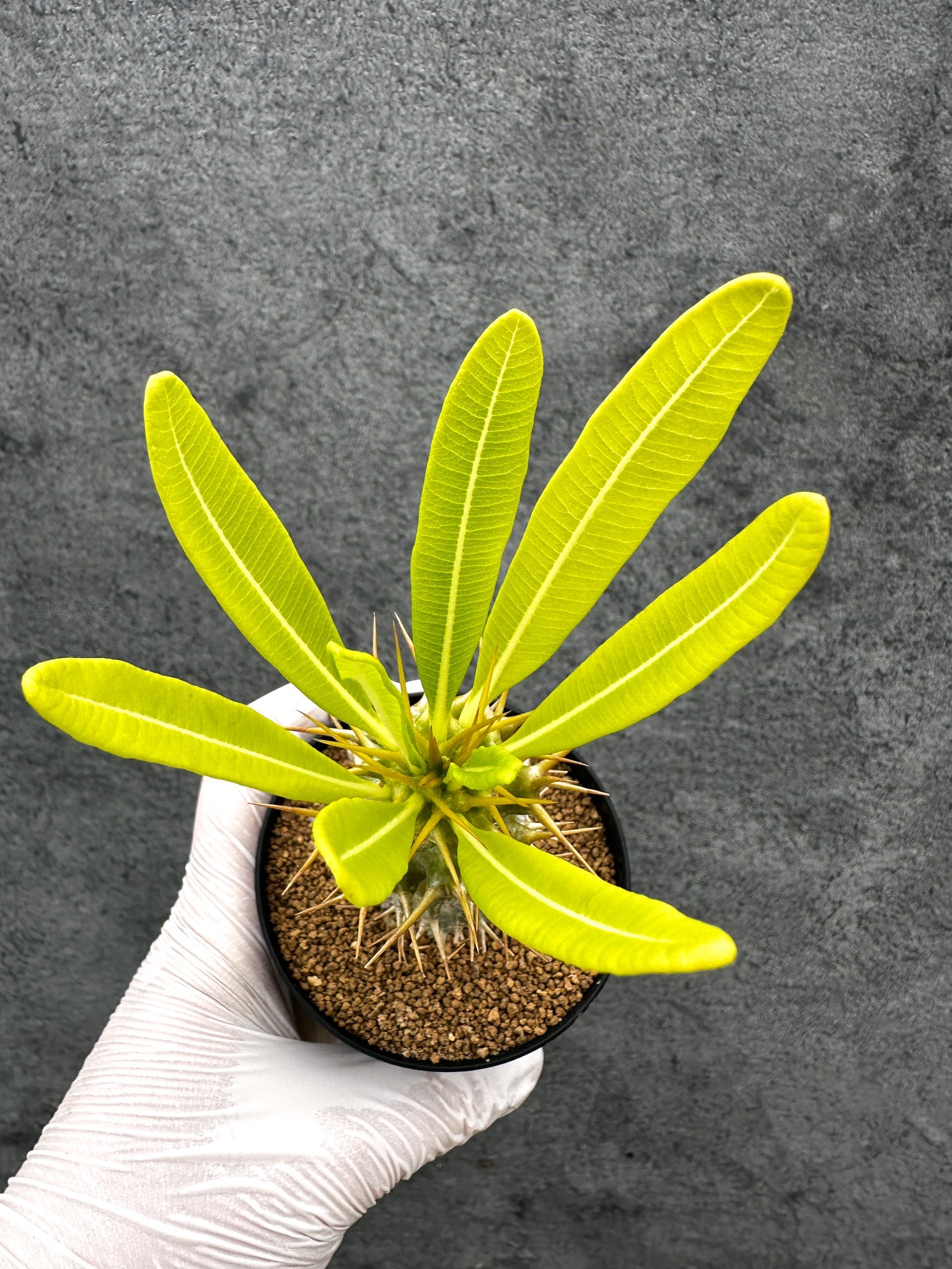 パキポディウム・アンボンゲンセ 実生【C49】 Pachypodium ambongense