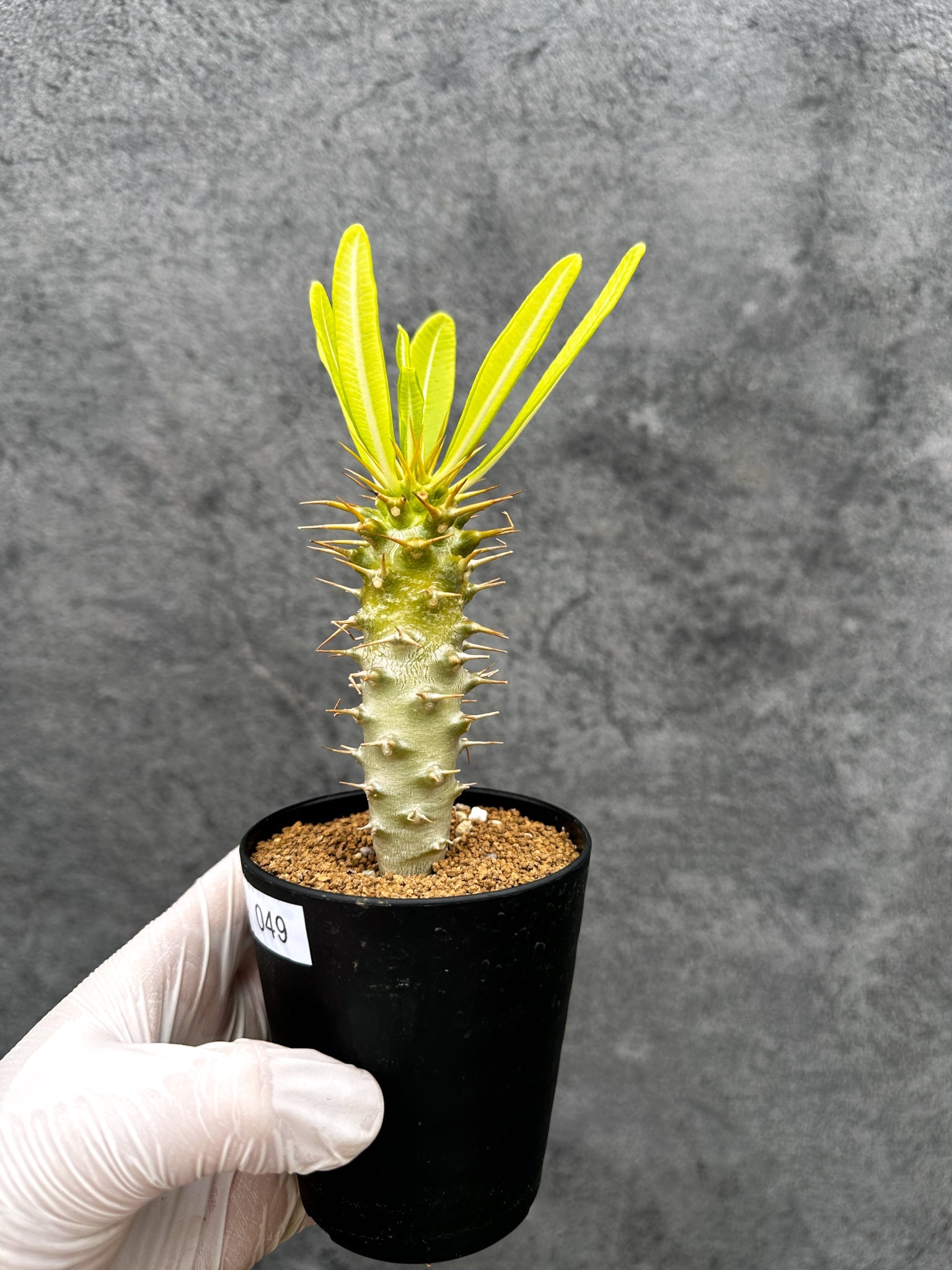 パキポディウム・アンボンゲンセ 実生【C49】 Pachypodium ambongense