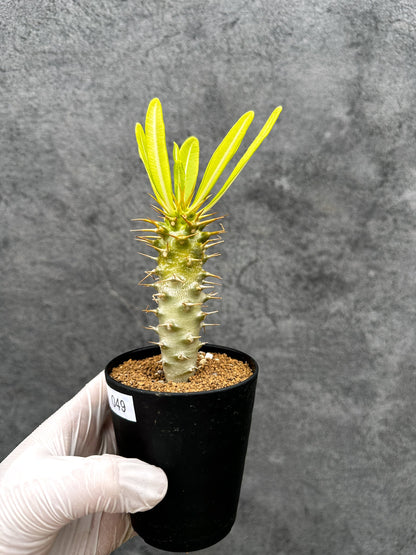 【現品限り】パキポディウム・アンボンゲンセ 実生【C49】 Pachypodium ambongense