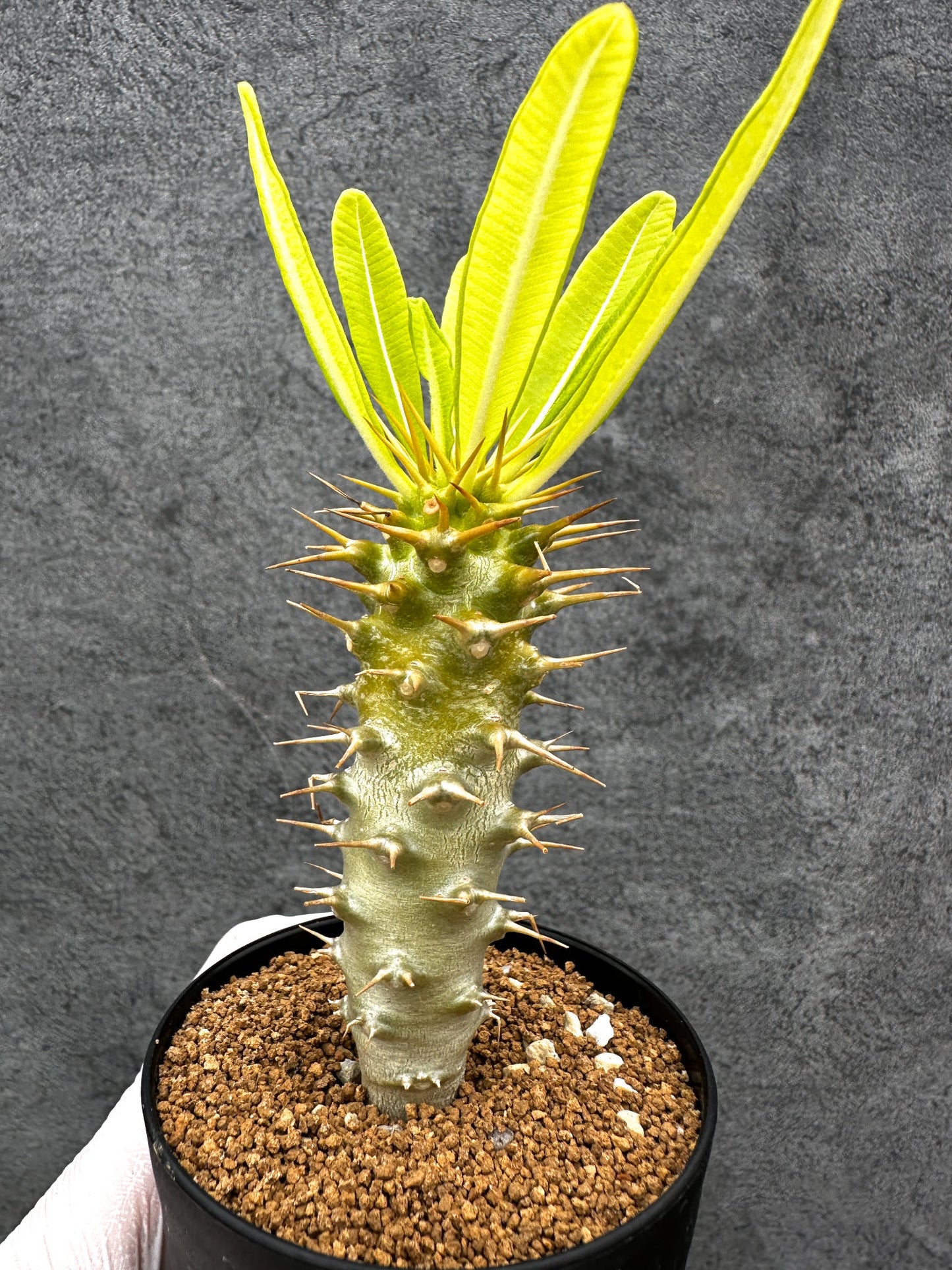【現品限り】パキポディウム・アンボンゲンセ 実生【C49】 Pachypodium ambongense