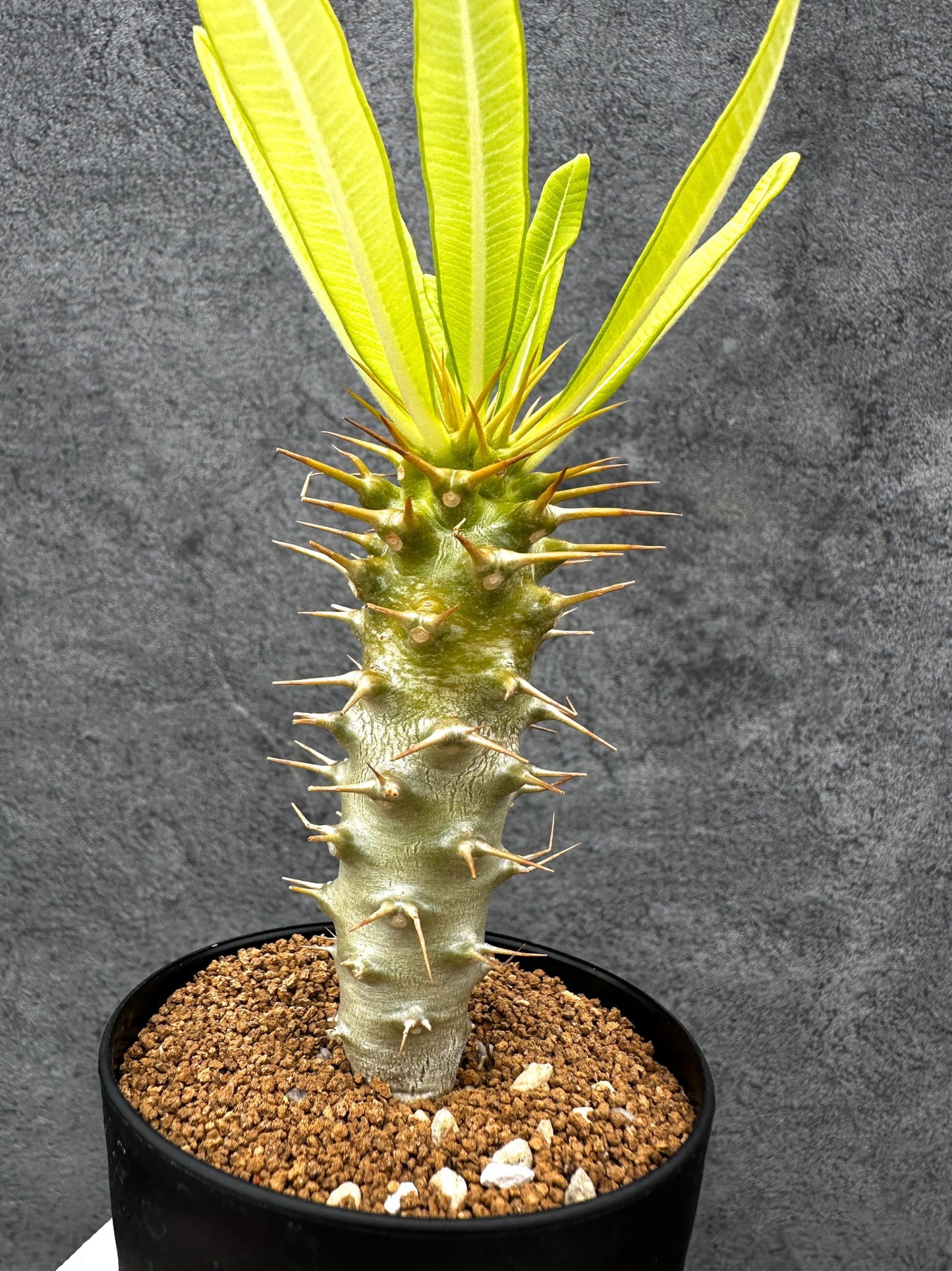 【現品限り】パキポディウム・アンボンゲンセ 実生【C49】 Pachypodium ambongense
