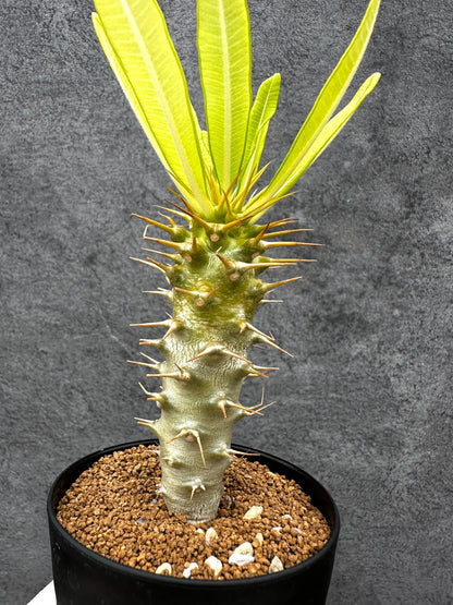 【現品限り】パキポディウム・アンボンゲンセ 実生【C49】 Pachypodium ambongense