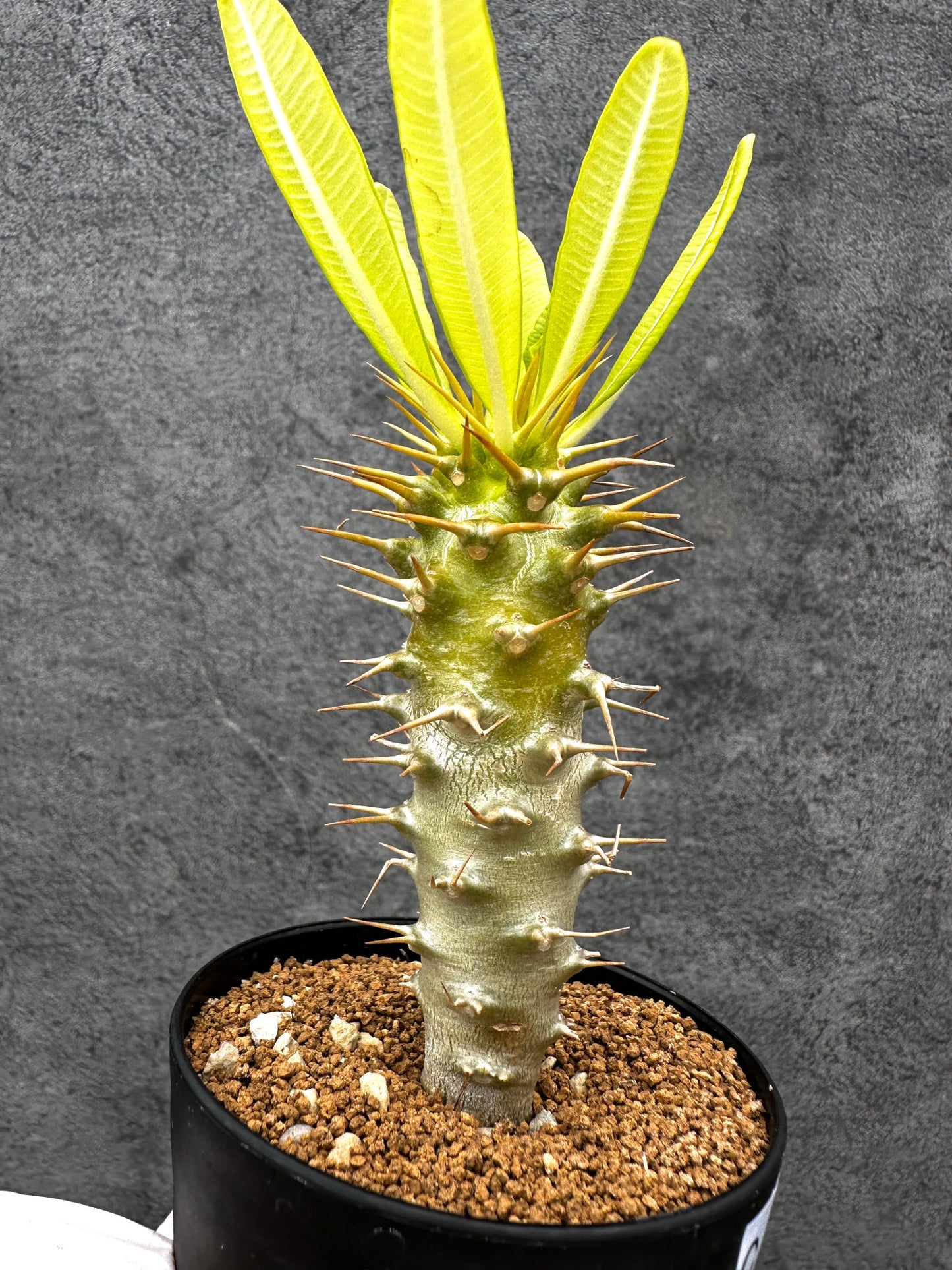 【現品限り】パキポディウム・アンボンゲンセ 実生【C49】 Pachypodium ambongense
