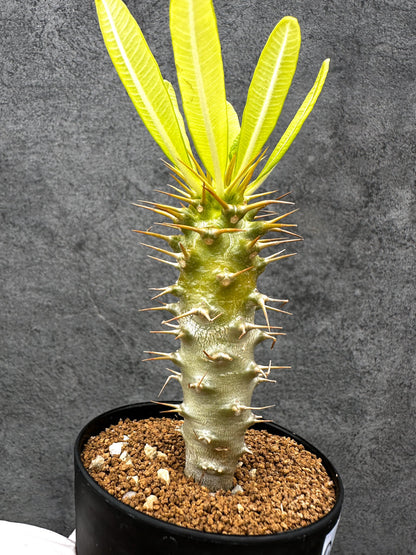【現品限り】パキポディウム・アンボンゲンセ 実生【C49】 Pachypodium ambongense