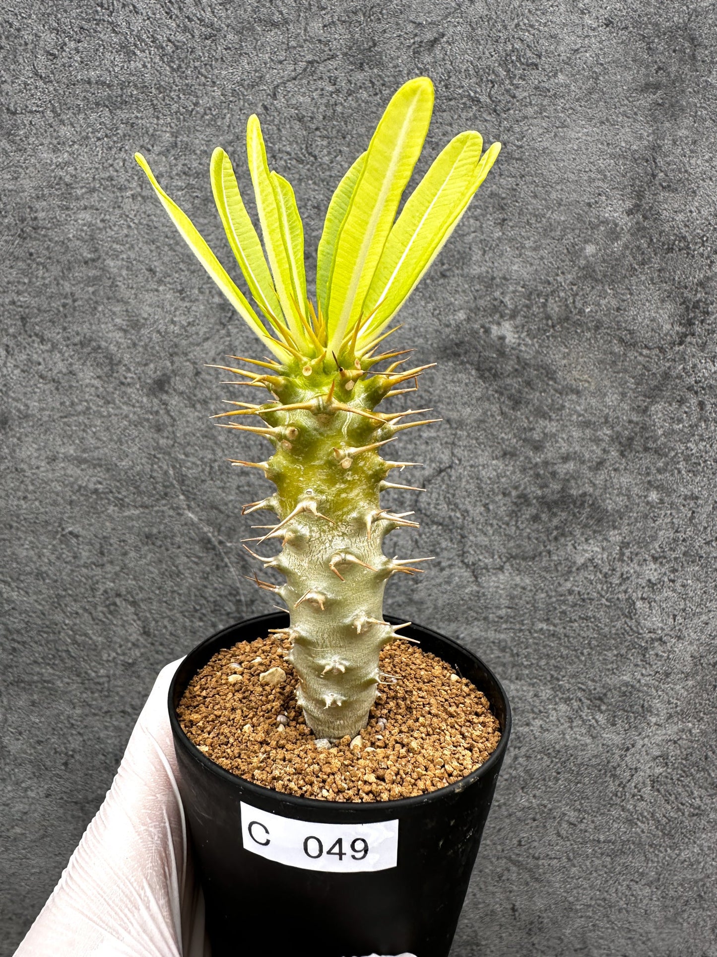 【現品限り】パキポディウム・アンボンゲンセ 実生【C49】 Pachypodium ambongense
