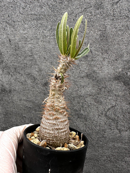 【現品限り】パキポディウム・グラキリス 傷ありますが、生命力を感じます 実生【C4】 Pachypodium gracilius