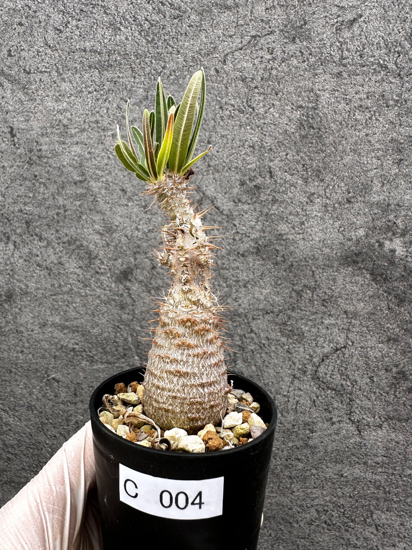 【現品限り】パキポディウム・グラキリス 傷ありますが、生命力を感じます 実生【C4】 Pachypodium gracilius