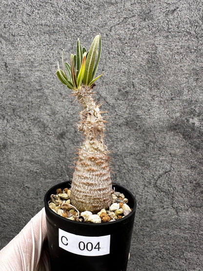 【現品限り】パキポディウム・グラキリス 傷ありますが、生命力を感じます 実生【C4】 Pachypodium gracilius