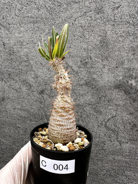 【現品限り】パキポディウム・グラキリス 傷ありますが、生命力を感じます 実生【C4】 Pachypodium gracilius