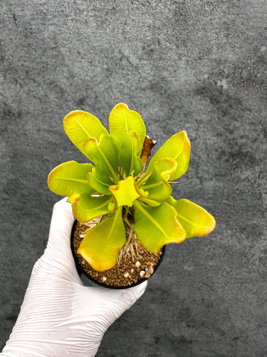 【現品限り】パキポディウム・アンボンゲンセ 実生【C50】 Pachypodium ambongense