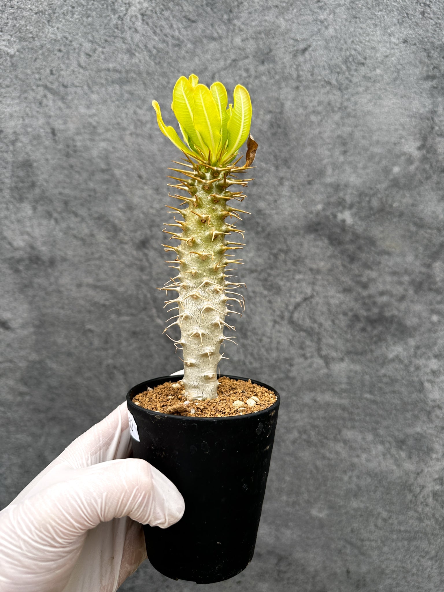 パキポディウム・アンボンゲンセ 実生【C50】 Pachypodium ambongense