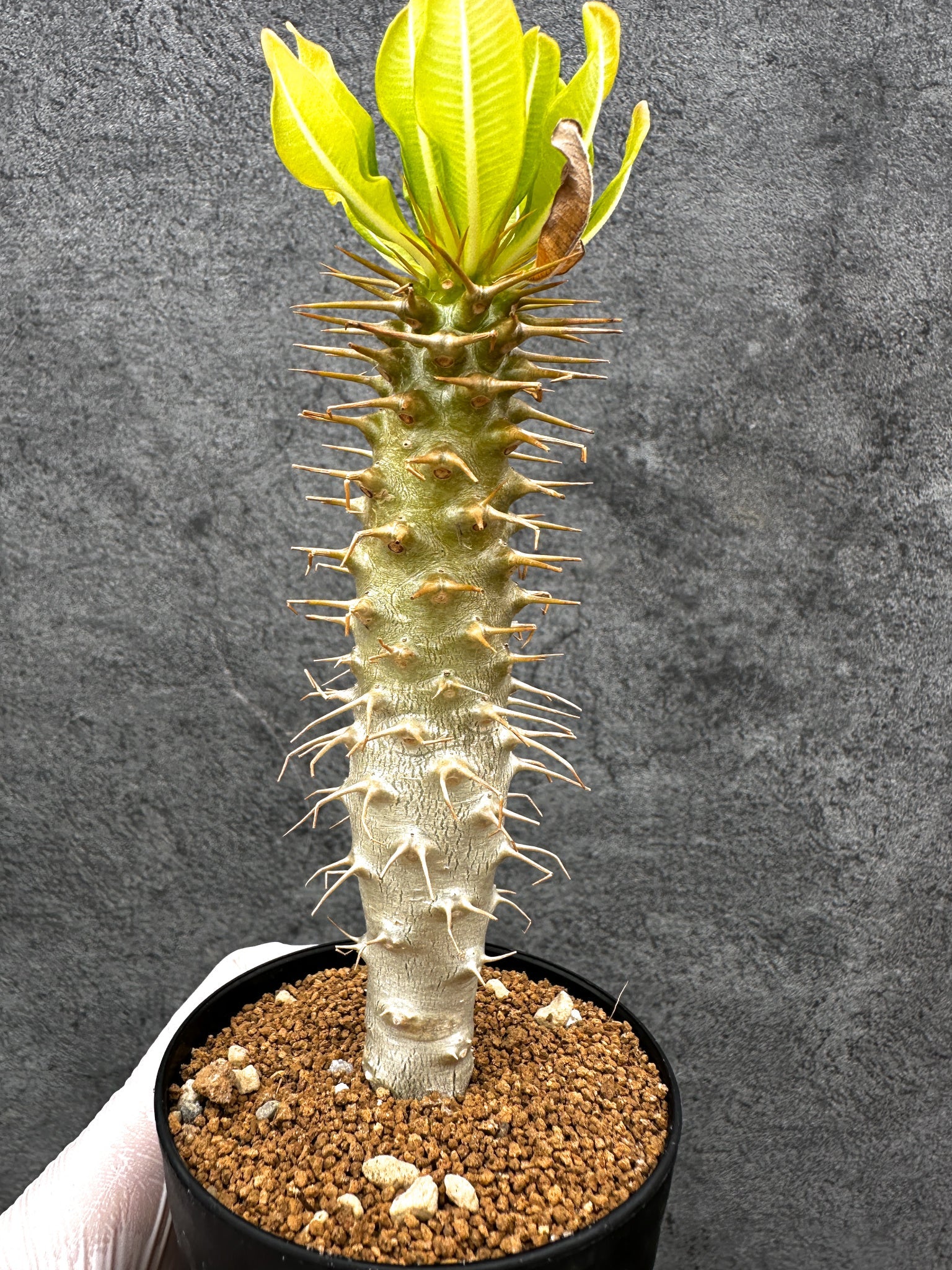 パキポディウム・アンボンゲンセ 実生【C50】 Pachypodium ambongense
