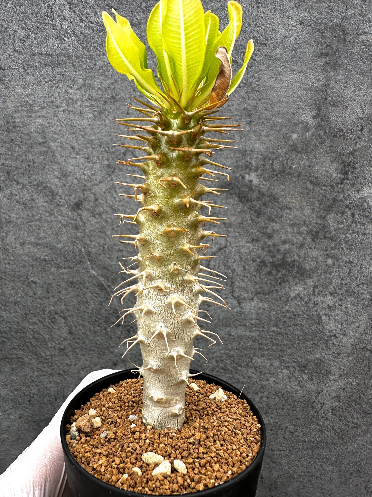 【現品限り】パキポディウム・アンボンゲンセ 実生【C50】 Pachypodium ambongense