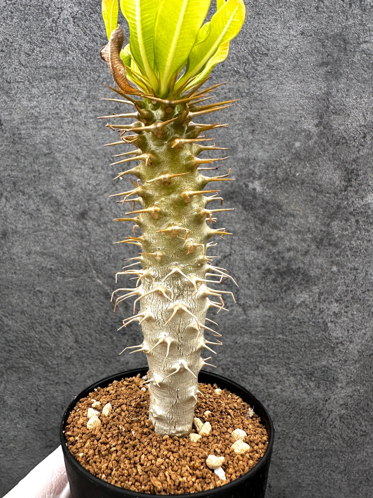 【現品限り】パキポディウム・アンボンゲンセ 実生【C50】 Pachypodium ambongense