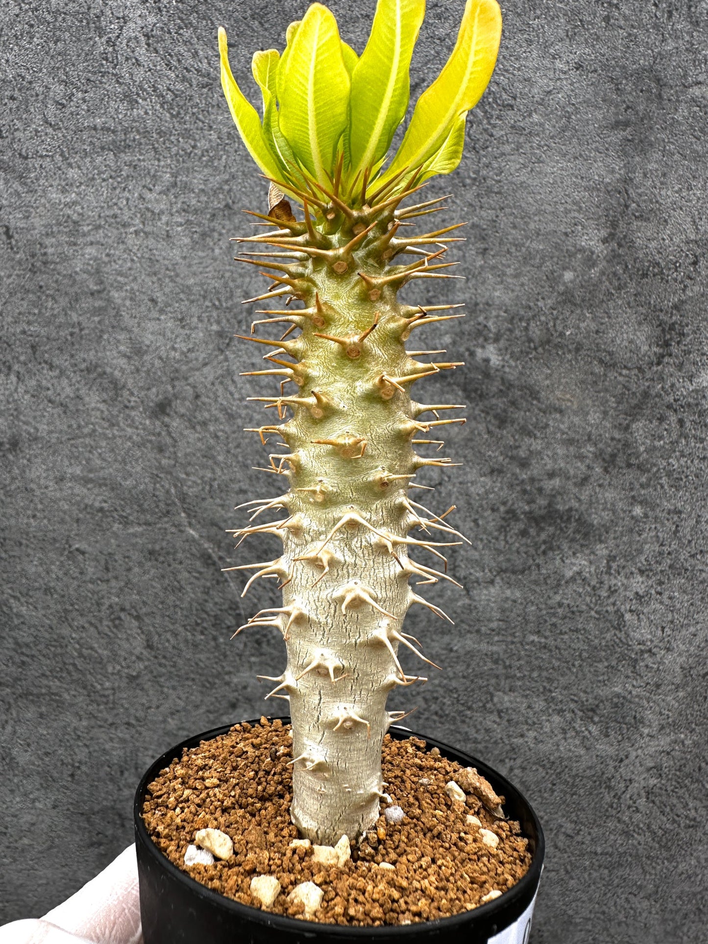 【現品限り】パキポディウム・アンボンゲンセ 実生【C50】 Pachypodium ambongense