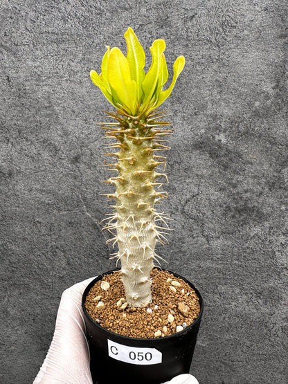 【現品限り】パキポディウム・アンボンゲンセ 実生【C50】 Pachypodium ambongense