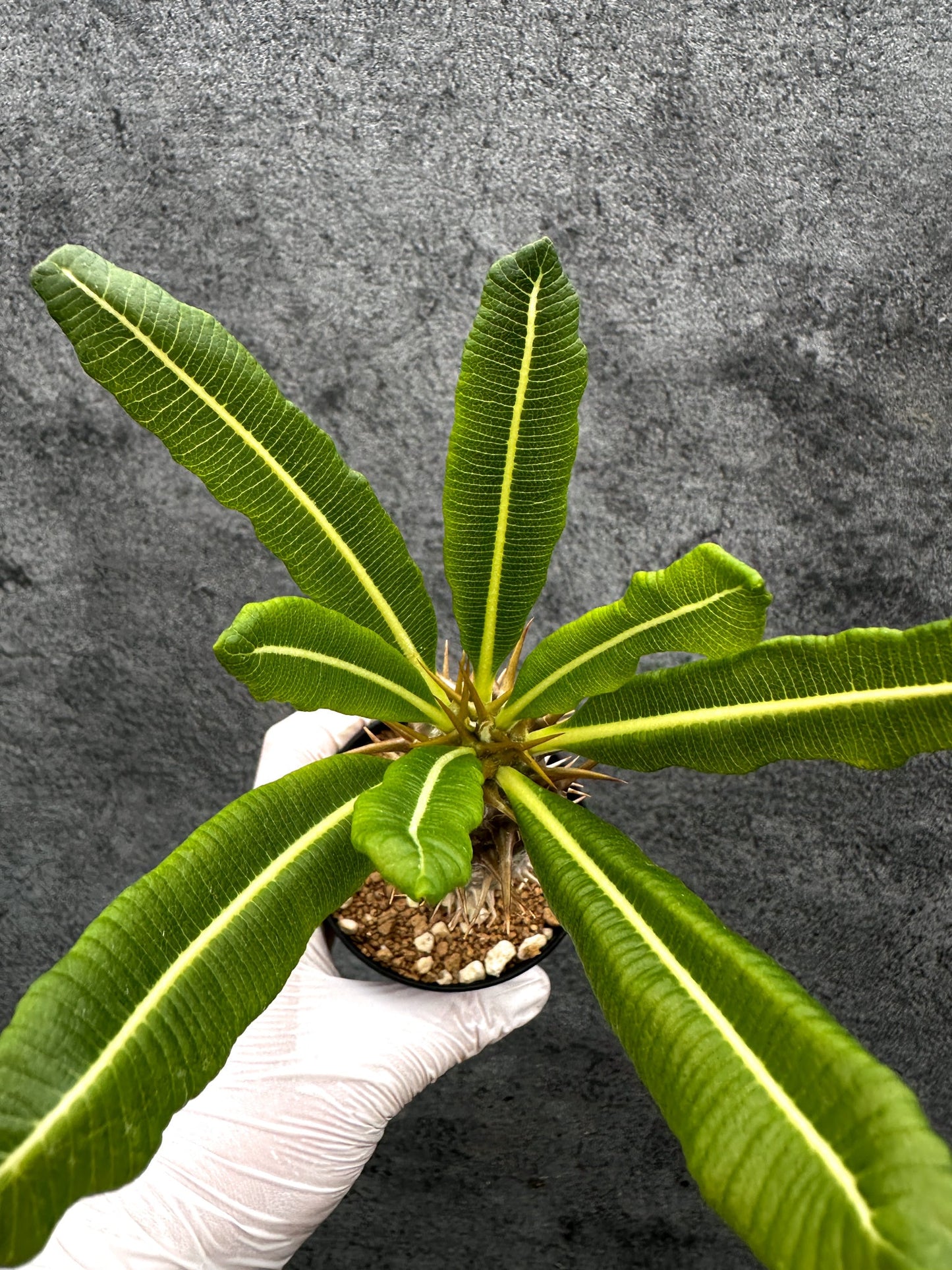 【現品限り】パキポディウム・アンボンゲンセ 実生【C51】 Pachypodium ambongense