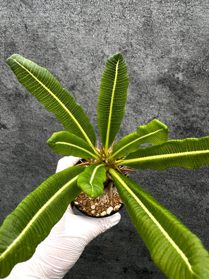 【現品限り】パキポディウム・アンボンゲンセ 実生【C51】 Pachypodium ambongense