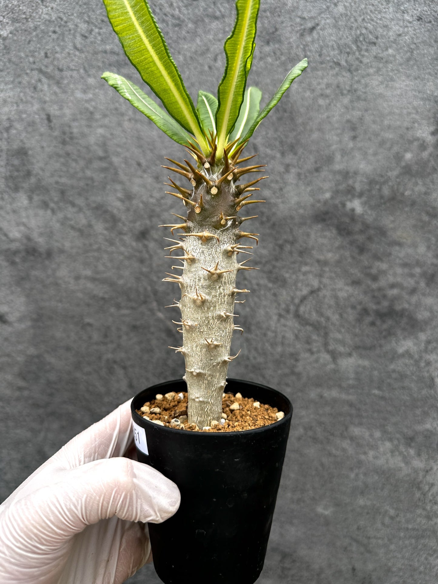【現品限り】パキポディウム・アンボンゲンセ 実生【C51】 Pachypodium ambongense