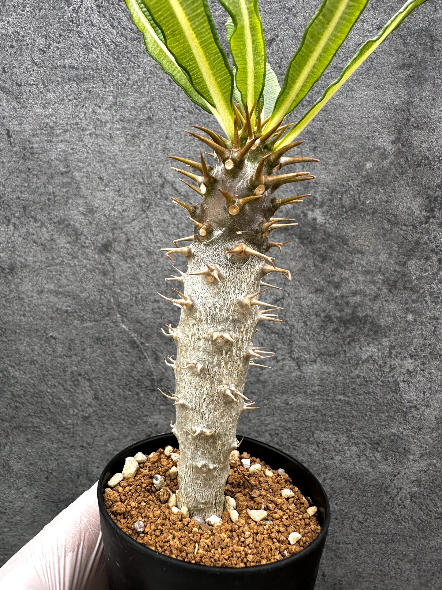 【現品限り】パキポディウム・アンボンゲンセ 実生【C51】 Pachypodium ambongense