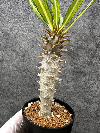 【現品限り】パキポディウム・アンボンゲンセ 実生【C51】 Pachypodium ambongense