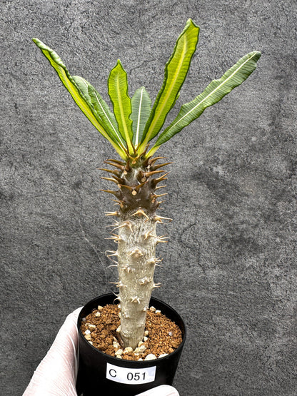 【現品限り】パキポディウム・アンボンゲンセ 実生【C51】 Pachypodium ambongense