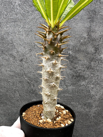 【現品限り】パキポディウム・アンボンゲンセ 実生【C51】 Pachypodium ambongense