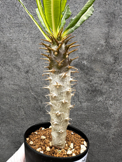 【現品限り】パキポディウム・アンボンゲンセ 実生【C51】 Pachypodium ambongense