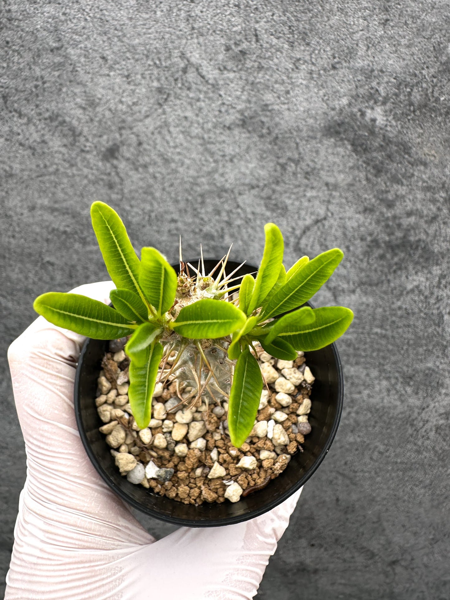 【現品限り】パキポディウム・アンボンゲンセ 実生【C52】 Pachypodium ambongense