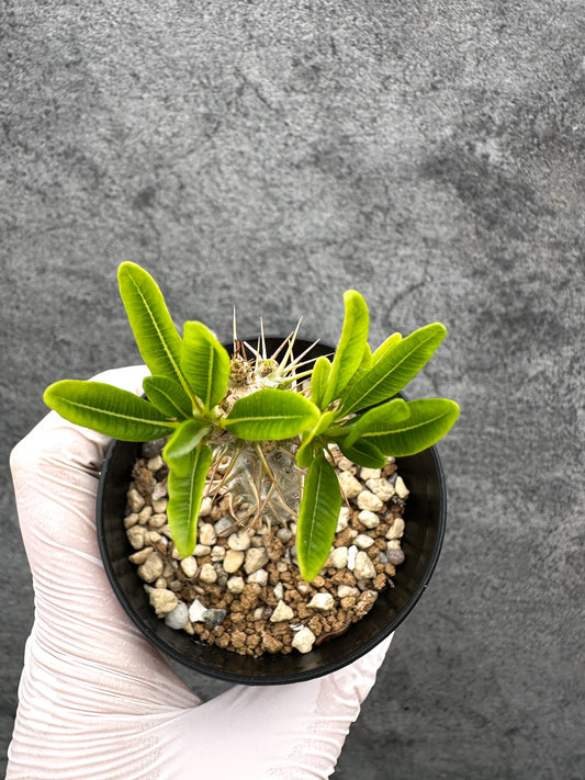 【現品限り】パキポディウム・アンボンゲンセ 実生【C52】 Pachypodium ambongense
