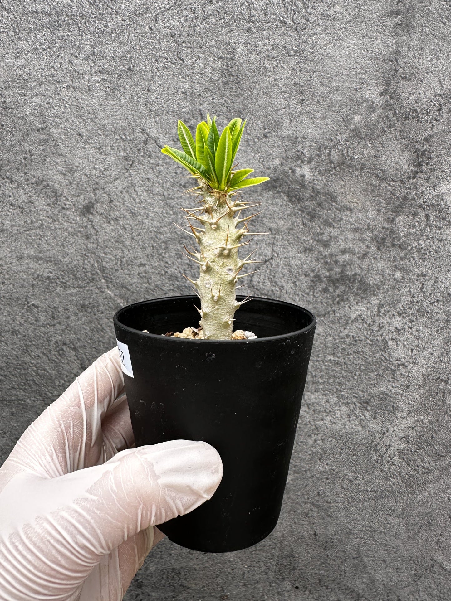 【現品限り】パキポディウム・アンボンゲンセ 実生【C52】 Pachypodium ambongense