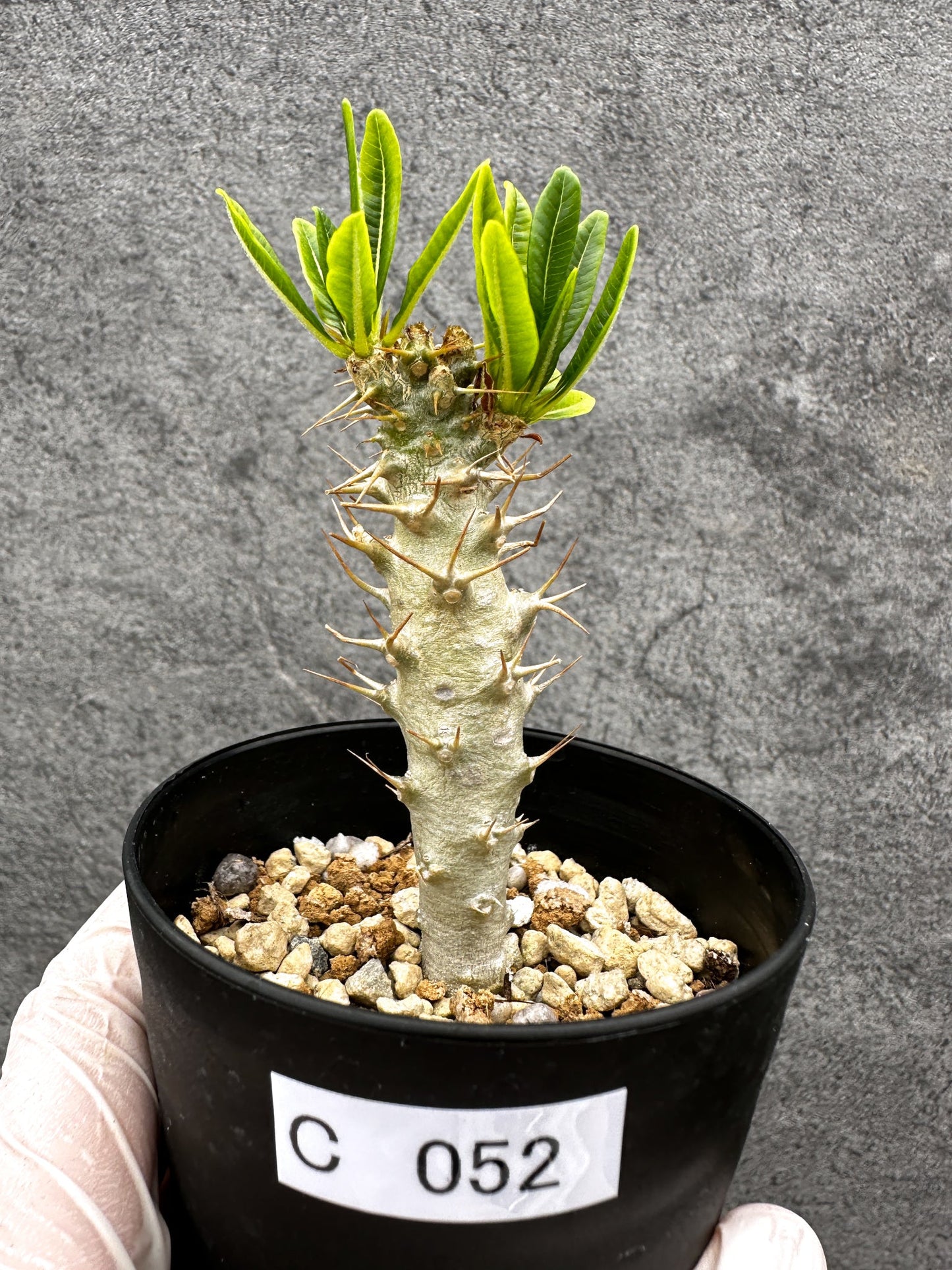 【現品限り】パキポディウム・アンボンゲンセ 実生【C52】 Pachypodium ambongense