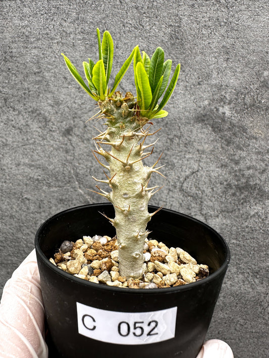 【現品限り】パキポディウム・アンボンゲンセ 実生【C52】 Pachypodium ambongense