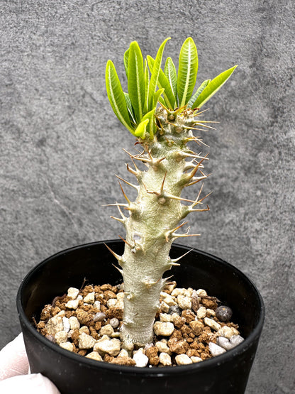 【現品限り】パキポディウム・アンボンゲンセ 実生【C52】 Pachypodium ambongense