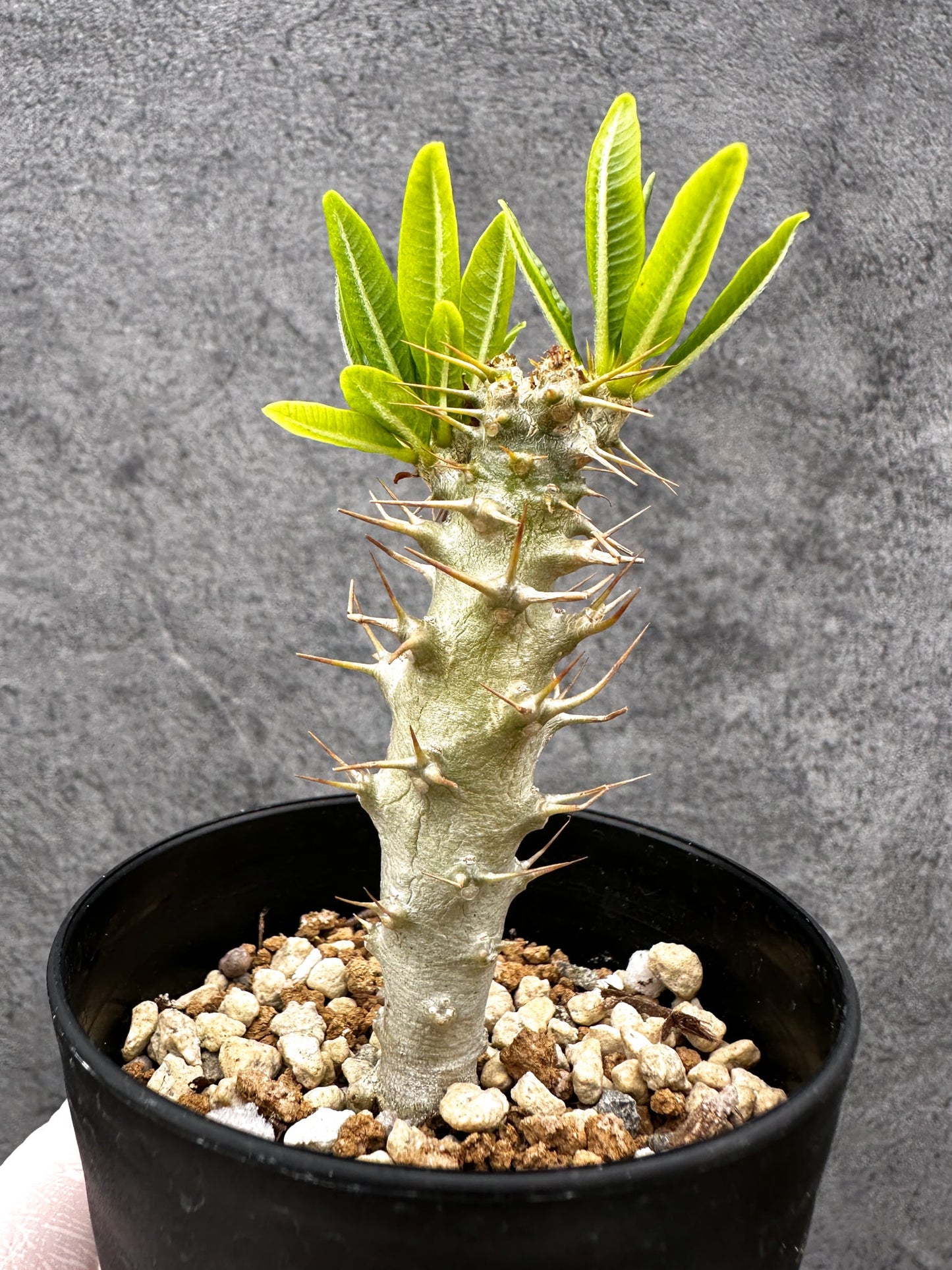 【現品限り】パキポディウム・アンボンゲンセ 実生【C52】 Pachypodium ambongense